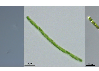 丝藻(GY-D30 Ulothrix sp.)