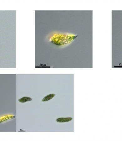 纤细裸藻(GY-D32 Euglena gracilis)