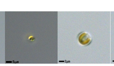 球等鞭金藻(GY-D66Isochrysis galbana)