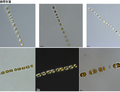 中肋骨条藻(GY-H69Skeletonema costatum)