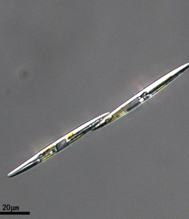 GY-H63 尖刺拟菱形藻 Pseudo-nitzschiapungensHalse