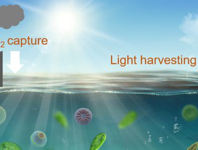 海南大学发现海洋微藻“光利用”与“光损伤”平衡调控机制