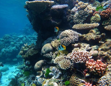 科学家首次观察到珊瑚细胞吞噬藻类的情况