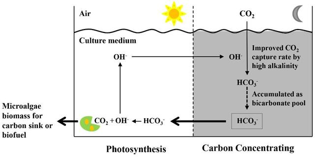 “碳池”高效固定空气CO2为微藻生长快速供碳