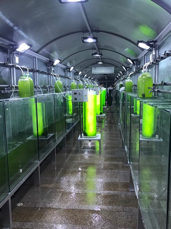 柱状微藻光生物反应器