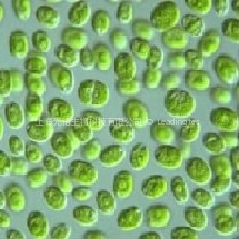 中国小球藻