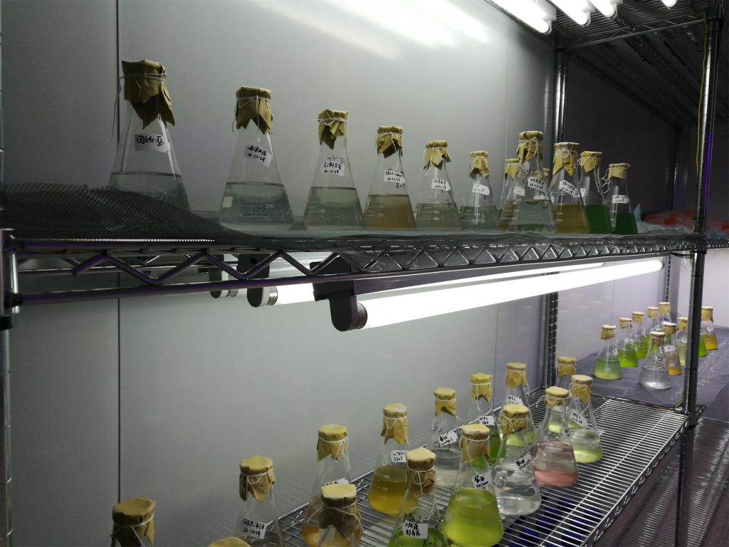 光语生物藻种保存