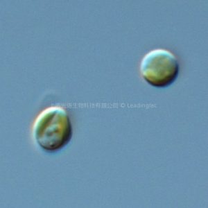 Isochrysis galbana 球等鞭金藻
