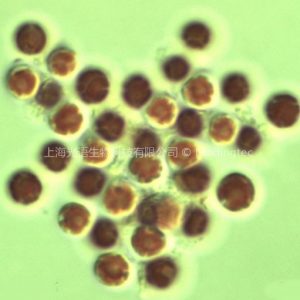 GY-H41紫球藻Porphyridium cruentum