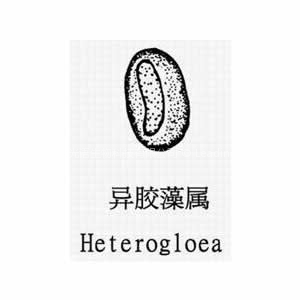 异胶藻（heterogloea）