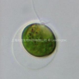 莱茵衣藻 Chlamydomonas