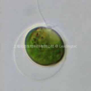 莱茵衣藻 Chlamydomonas