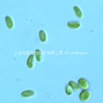 Chlorella ellipsoidea2