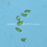 Chlorella ellipsoidea3
