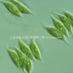 二形栅藻（Scenedesmus dimorphus）