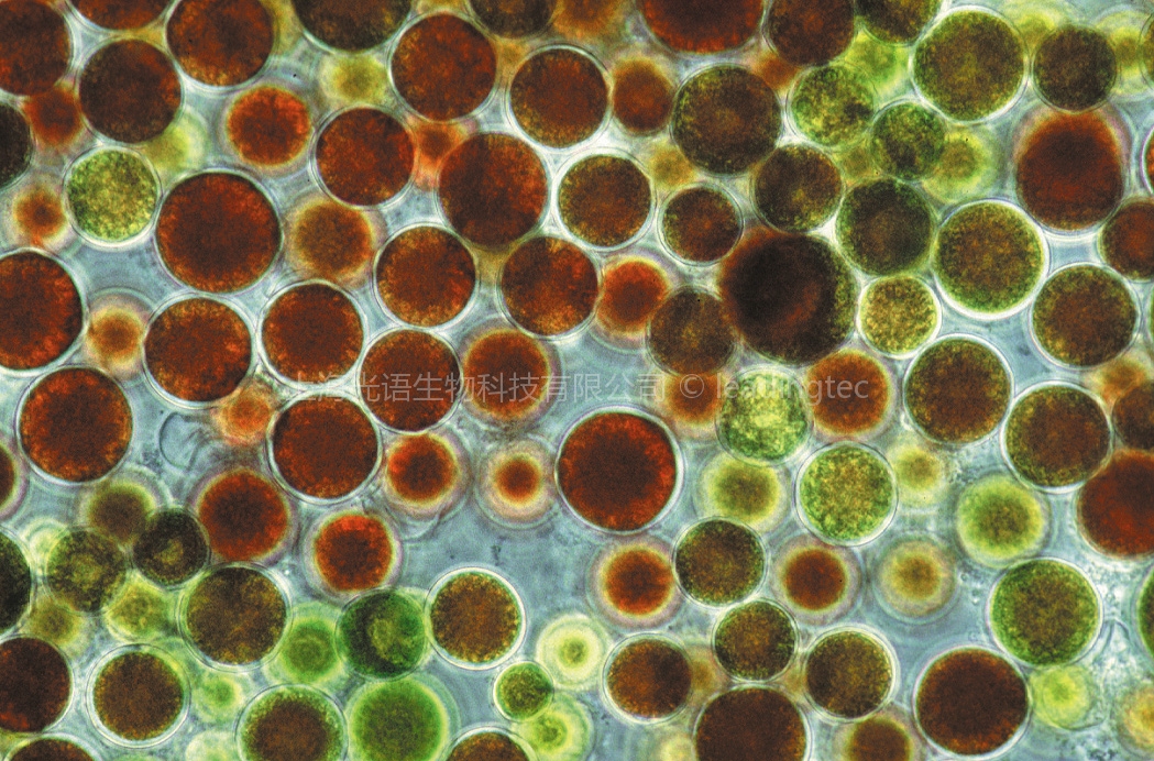雨生红球藻Haematococcus pluvialis