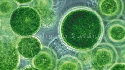 Super Algae Discovered which makes Green Oil
