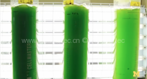 algae-to-oil-600x325