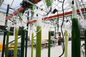 薄膜袋子藻类培养光反应器