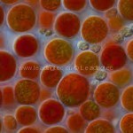 雨生红球藻 Haematococcus pluvialis