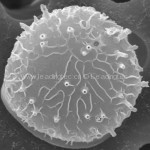 圆海链藻 Thalassiosira rotula