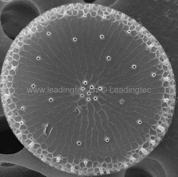 圆海链藻 Thalassiosira rotula