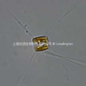 Chaetoceros curvisetus Cleve-100x-2