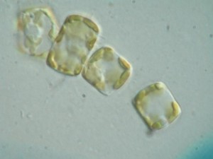 威氏海链藻 Thalassiosira weissflogii
