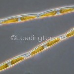 多列拟菱形藻 Pseudo-nitzschia multiseries