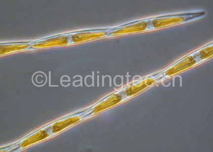 多列拟菱形藻	Pseudo-nitzschia multiseries