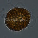 锥状斯克里普藻 Scrippsiella trochoidea