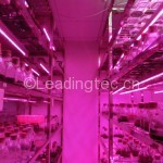 不同波长LED植物生长灯