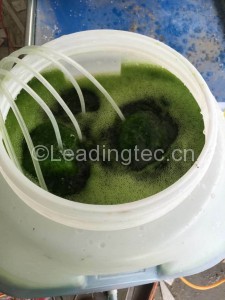 浓缩小球藻藻液稀释培养
