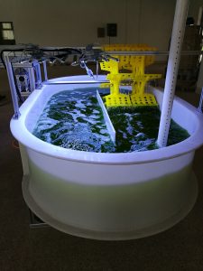 小球藻在跑道池光生物反应器中培养