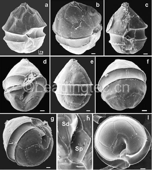 代尔五隔藻(GY-H47 Pentapharsodinium dalei)