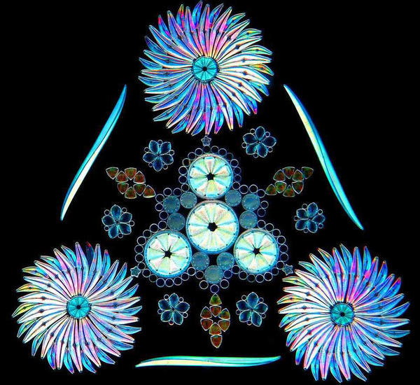 硅藻艺术图像