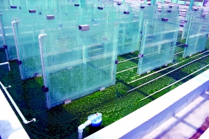 青岛生物能源所的微藻培养系统