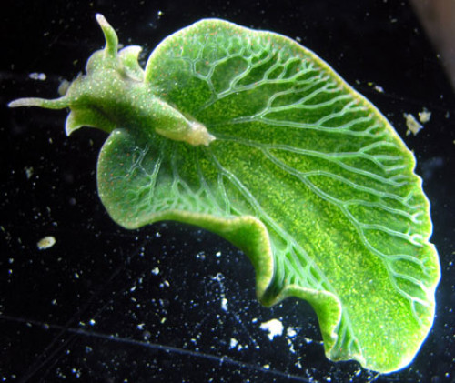 海参吃海藻还“窃取”叶绿体DNA 自己进行光合作用