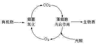 藻菌共生系统示意图