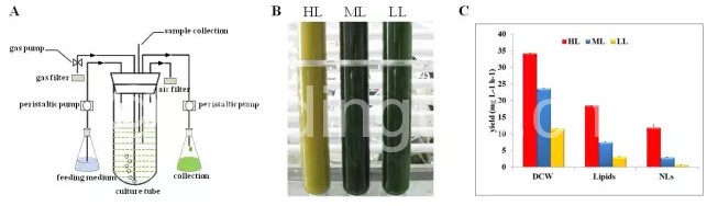 氮源充足和不同光强条件下对微拟球藻的培养