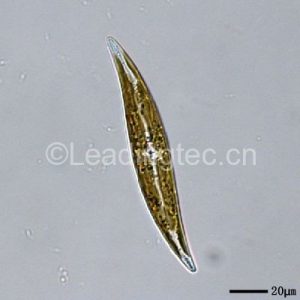 舟形藻科的斜纹硅藻 Pleurosigma sp.