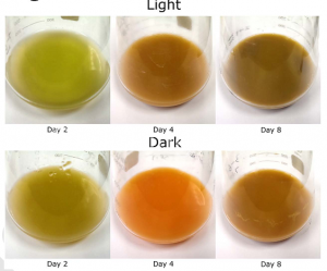 在光照及非光照情况下第2、4和8天小球藻培养液的颜色变化图