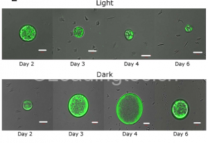 生长在葡萄糖培养基中小球藻在光照及非光照情况下细胞内油脂染色图