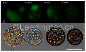 在不同芝麻酚浓度作用下隐甲藻细胞尼罗红染色荧光（上）及白光（下）图