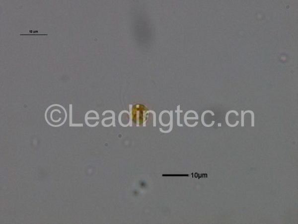 大洋桥石藻 有壳（GY-H54 Gephyrocapsa oceanica Kamptner）