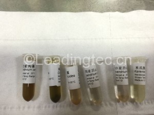 4-添加1毫升RNAlatter重悬细胞_3