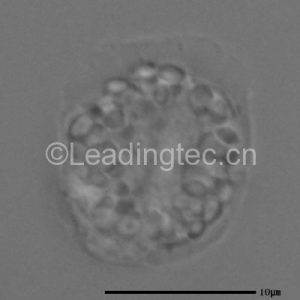 寇氏隐甲藻ccmp316显微镜照片