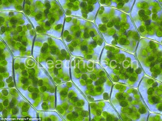 植物细胞中的叶绿体。绿叶海天牛可以将叶绿体整合到自己消化系统的细胞之中。