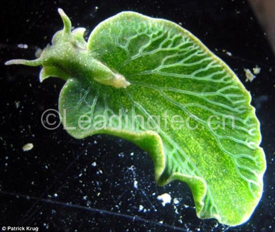 绿叶海天牛的基因组中具有来自藻类的基因，这使得它们具有了光合作用的能力。