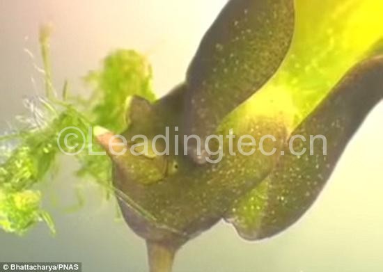 通过摄食藻类，绿叶海天牛盗取了藻类细胞中的叶绿体。